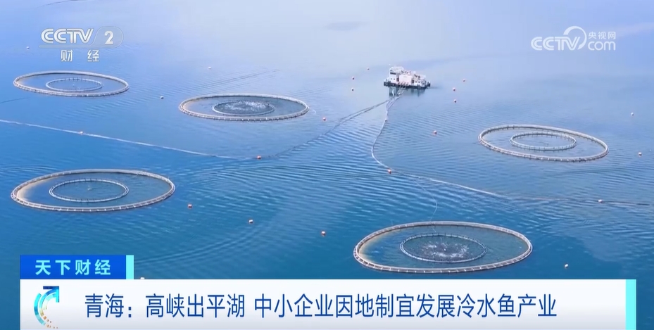 可以“掃碼”的三文魚？青海中小企業(yè)因地制宜 冷水魚產(chǎn)業(yè)成功“出?！?圖1)