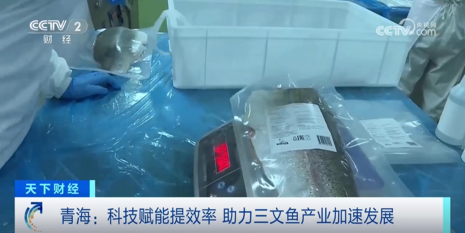 可以“掃碼”的三文魚？青海中小企業(yè)因地制宜 冷水魚產(chǎn)業(yè)成功“出海”(圖2)