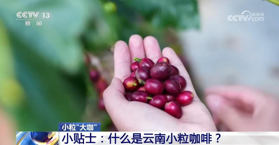 從“廉價原料”到“精品金豆”云南小?？Х取翱弧庇卸啻螅恳晃牧私?圖2)