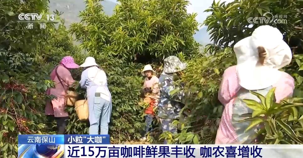 從“廉價原料”到“精品金豆”云南小粒咖啡“咖位”有多大？一文了解(圖1)