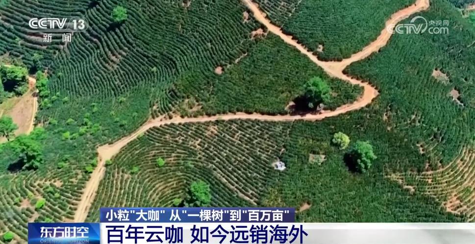 從“廉價原料”到“精品金豆”云南小?？Х取翱弧庇卸啻螅恳晃牧私?圖3)