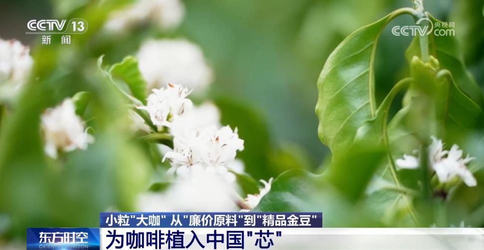 從“廉價原料”到“精品金豆”云南小?？Х取翱弧庇卸啻螅恳晃牧私?圖4)