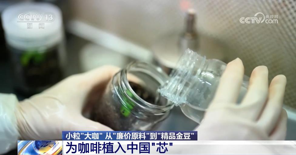 從“廉價原料”到“精品金豆”云南小?？Х取翱弧庇卸啻?？一文了解(圖5)