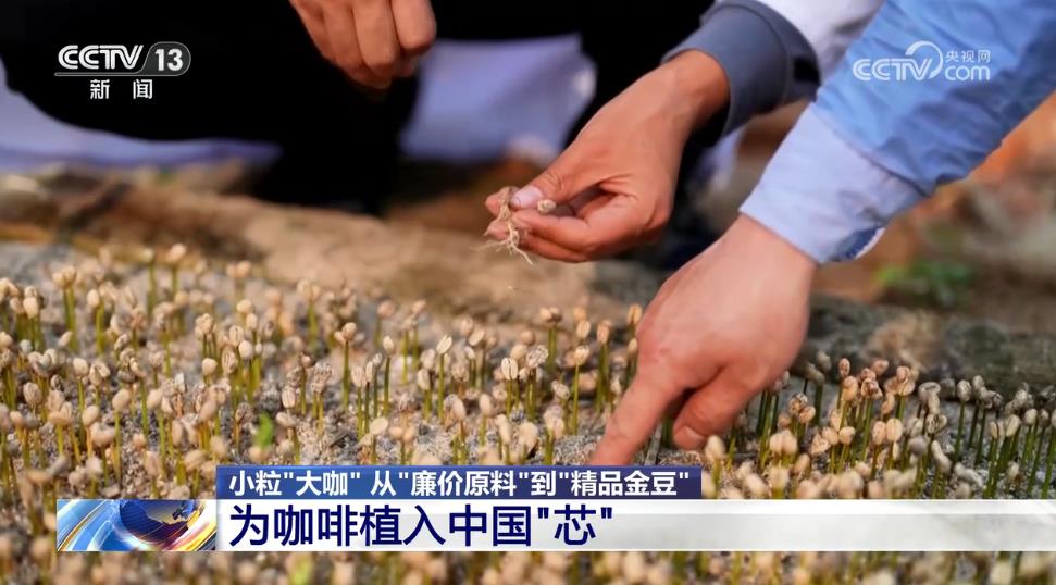 從“廉價原料”到“精品金豆”云南小?？Х取翱弧庇卸啻螅恳晃牧私?圖6)
